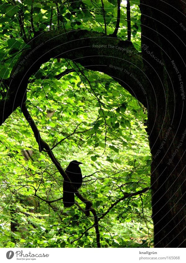 Wait and see... Colour photo Subdued colour Exterior shot Deserted Copy Space middle Morning Shadow Contrast Silhouette Animal portrait Profile Plant Spring