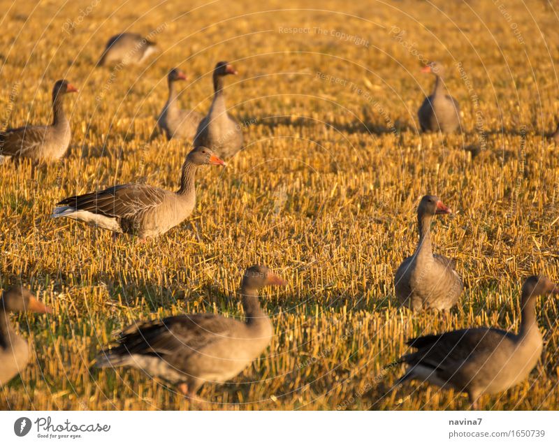 small gathering Animal Farm animal Wild animal Group of animals Flock To feed Feeding Brown Serene Calm Vacation & Travel Sustainability Nature Team