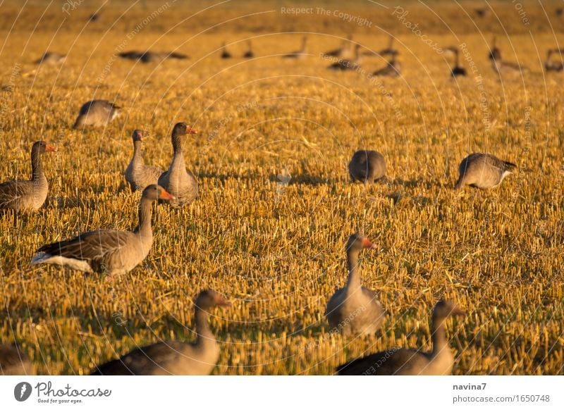 meeting Animal Farm animal Wild animal Goose Group of animals Flock To feed Feeding Brown Calm Sustainability Team goose plague Field Colour photo Exterior shot