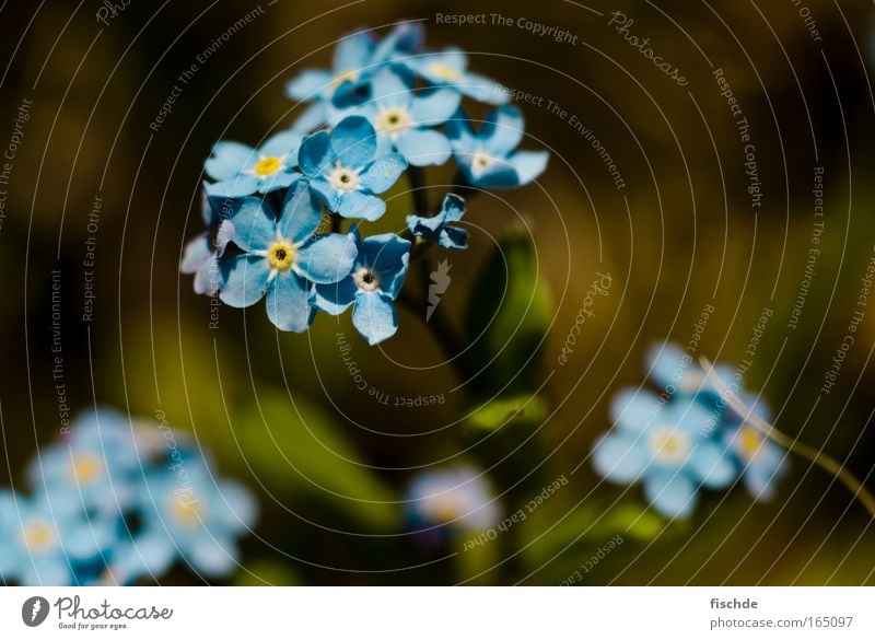 Forget me not Colour photo Exterior shot Close-up Detail Macro (Extreme close-up) Copy Space right Day Sunlight Shallow depth of field Mountain Hiking Nature