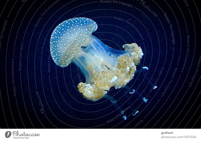 Blue jellyfish in water Aquarium Aquatic Transparent Elegant Dangerous Risk Poison Jellyfish Ocean Marine animal Nature Nettle animal Hover Float in the water