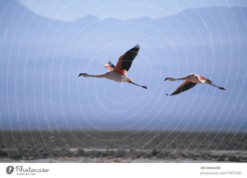 Flamingos in flight Colour photo Exterior shot Deserted Day Sunlight Motion blur Central perspective Animal Wild animal Bird Wing 2 Pair of animals Flying