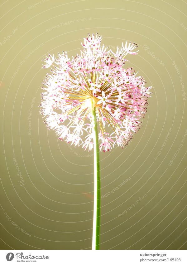 dandelion Colour photo Multicoloured Studio shot Experimental Deserted Sunlight Nature Plant Spring Flower Foliage plant Curiosity