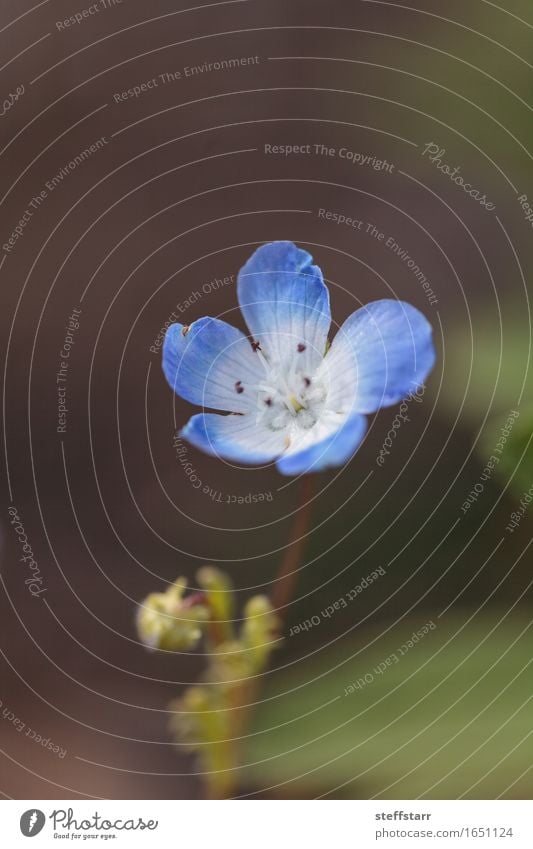 Blue Nemophila Baby Blue Eyes flower Nemophila menziesii Plant Flower Leaf Blossom Wild plant Green White Friendship Love Romance Beautiful Peaceful Grateful