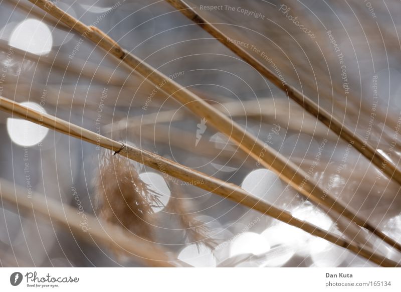 All right, reeds. Colour photo Subdued colour Exterior shot Close-up Experimental Abstract Structures and shapes Deserted Dawn Twilight Shadow Silhouette