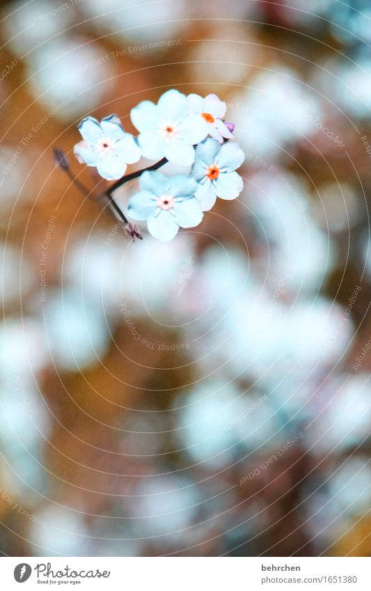 Lovely Nature Plant Summer Beautiful weather Flower Leaf Blossom Forget-me-not Garden Park Meadow Blossoming Fragrance Faded Growth Small Delicate Fragile