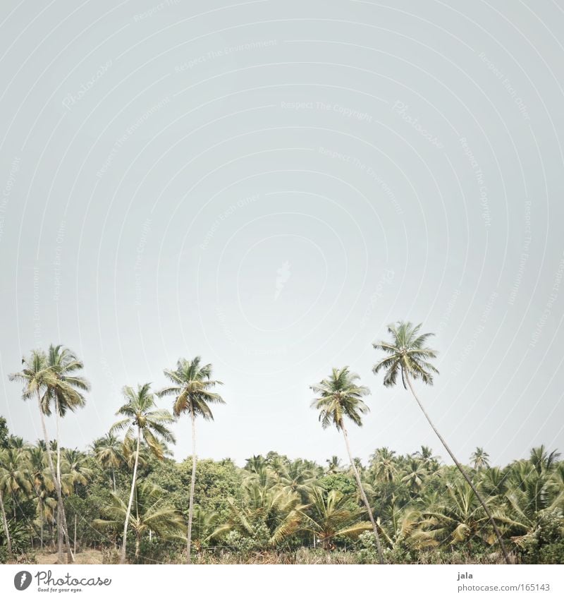 Desert.Forest.Sky Subdued colour Exterior shot Copy Space top Day Landscape Cloudless sky Beautiful weather Warmth Tree Pot plant Virgin forest Far-off places