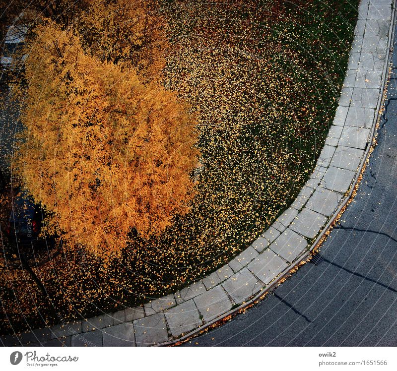 autumn fashions Environment Nature Landscape Autumn Beautiful weather Tree Grass Autumn leaves Autumnal colours Street Sidewalk Multicoloured Orange Moody Grief