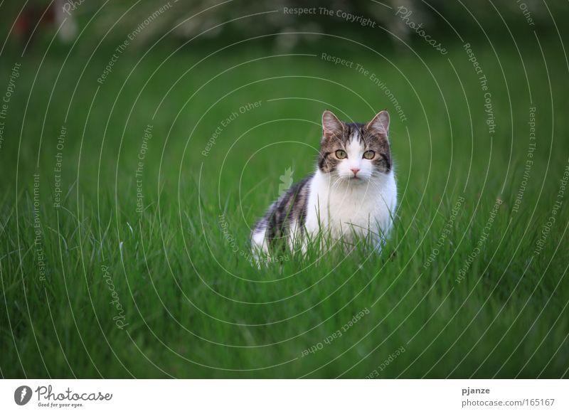 Mau? Colour photo Exterior shot Copy Space left Evening Twilight Contrast Blur Shallow depth of field Worm's-eye view Animal portrait Looking