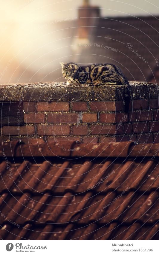 cat Animal Pet Cat 1 Stone Brick Elegant Fantastic Warmth Brown Emotions Environment cats cute animals pets Colour photo Exterior shot Deserted Day