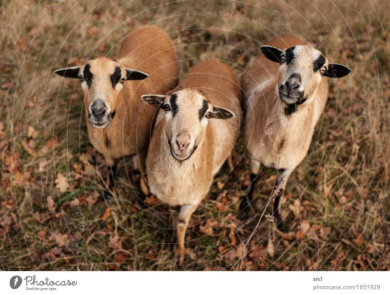 trio Autumn wendland Village Farm animal Sheep 3 Animal Group of animals Feeding Curiosity Brown Yellow Gold Agreed Together Love of animals Interest