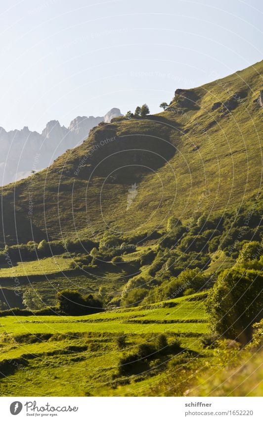 hillside location Nature Landscape Plant Cloudless sky Summer Beautiful weather Tree Foliage plant Meadow Field Forest Hill Rock Mountain Peak Green Pyrenees