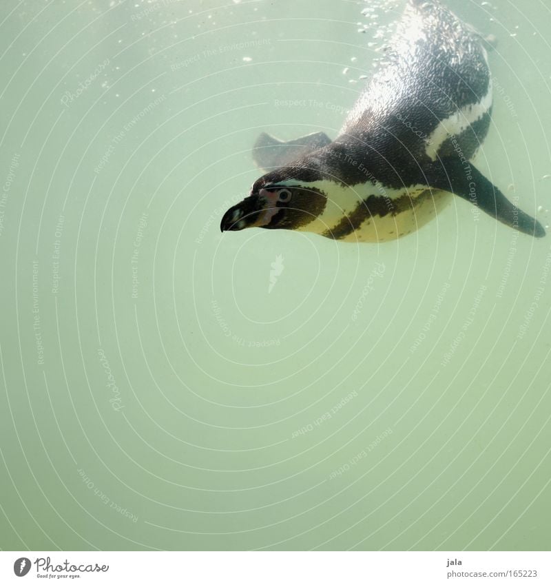 Penguin Pool : Round Two Colour photo Exterior shot Close-up Deserted Copy Space bottom Day Animal portrait Looking into the camera Animal face Zoo Aquarium 1