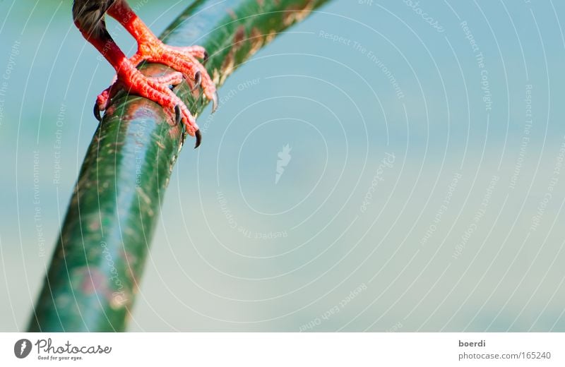 adherence Colour photo Exterior shot Close-up Detail Copy Space right Copy Space bottom Neutral Background Sunlight Shallow depth of field Feet Nature Animal