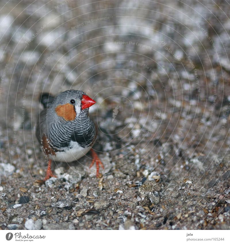 pip Colour photo Exterior shot Deserted Copy Space left Day Deep depth of field Animal portrait Looking into the camera Bird Animal face Wing Zoo 1 Gray Red