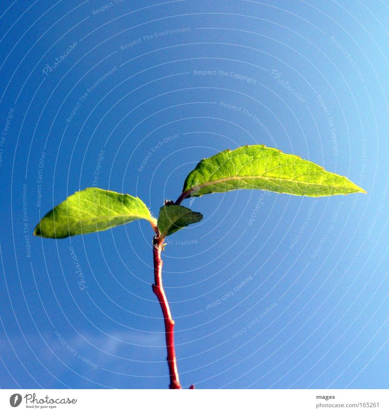 Skywards Colour photo Multicoloured Exterior shot Detail Deserted Copy Space right Copy Space top Copy Space bottom Neutral Background Day Shadow