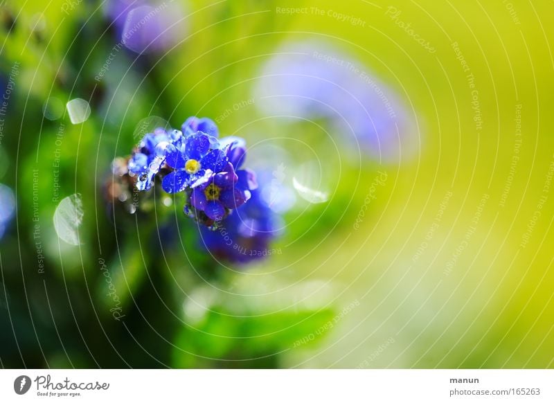 DON'T FORGET ME Colour photo Exterior shot Close-up Detail Macro (Extreme close-up) Abstract Copy Space right Copy Space top Copy Space bottom Copy Space middle