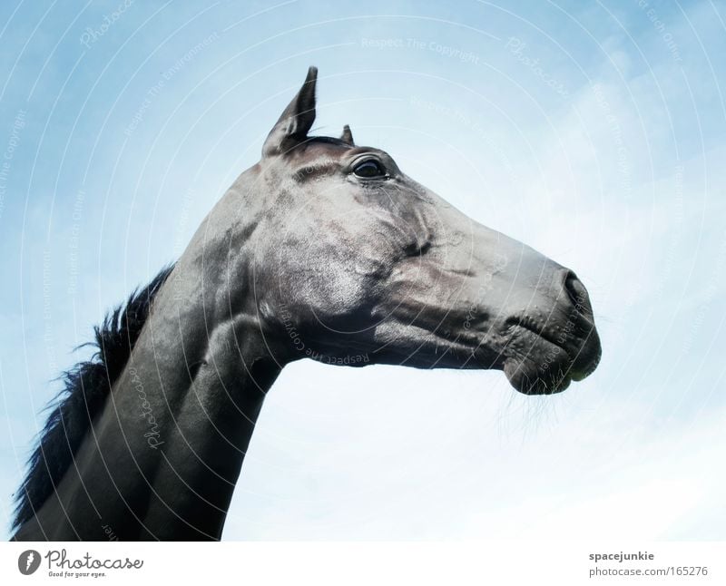 Rosanna Colour photo Exterior shot Deserted Day Animal portrait Looking away Contentment Leisure and hobbies Freedom Sky Beautiful weather Village Horse