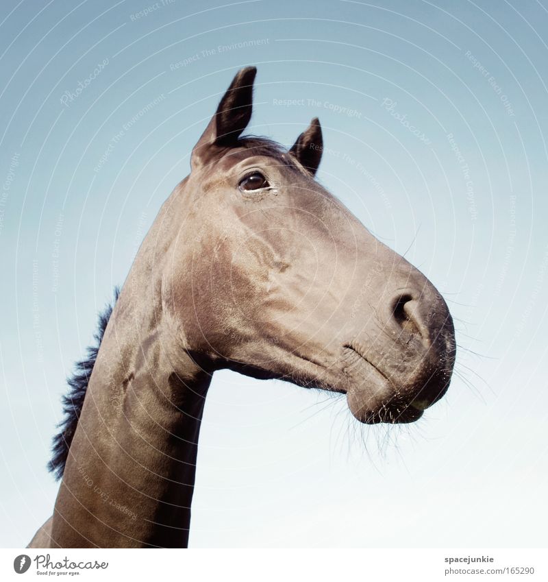 Lucky horse Colour photo Exterior shot Day Animal portrait Ride Village Horse Animal face 1 Discover Elegant Friendliness Curiosity Spring fever Love of animals