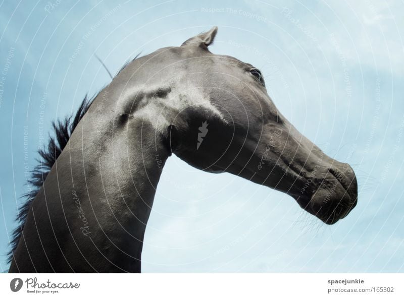 black beauty Colour photo Exterior shot Day Beautiful Sky Animal Horse Animal face 1 Observe Esthetic Elegant Glittering Curiosity Wild Bravery Power