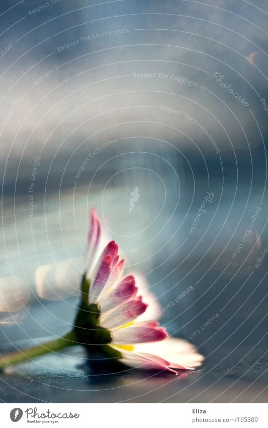 . Colour photo Sky Spring Flower Blossom Exceptional Kitsch Pink Detail Macro (Extreme close-up) Decoration Beautiful Daisy Blur Copy Space top Damp Water Fresh