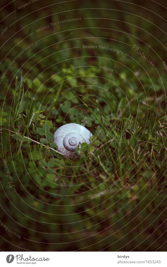 fiddlesticks Nature Meadow Snail Snail shell 1 Animal Authentic Simple Original Positive Serene Calm Colour photo Subdued colour Exterior shot Deserted