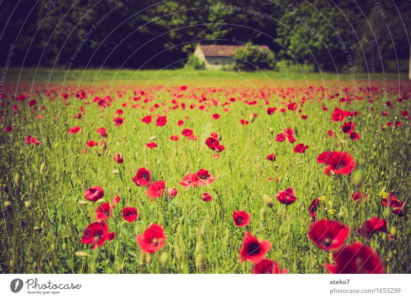 poppy landscape Spring Summer Poppy field Meadow Field Hut Kitsch Natural Green Red Loneliness Idyll France Ardèche Exterior shot Deserted