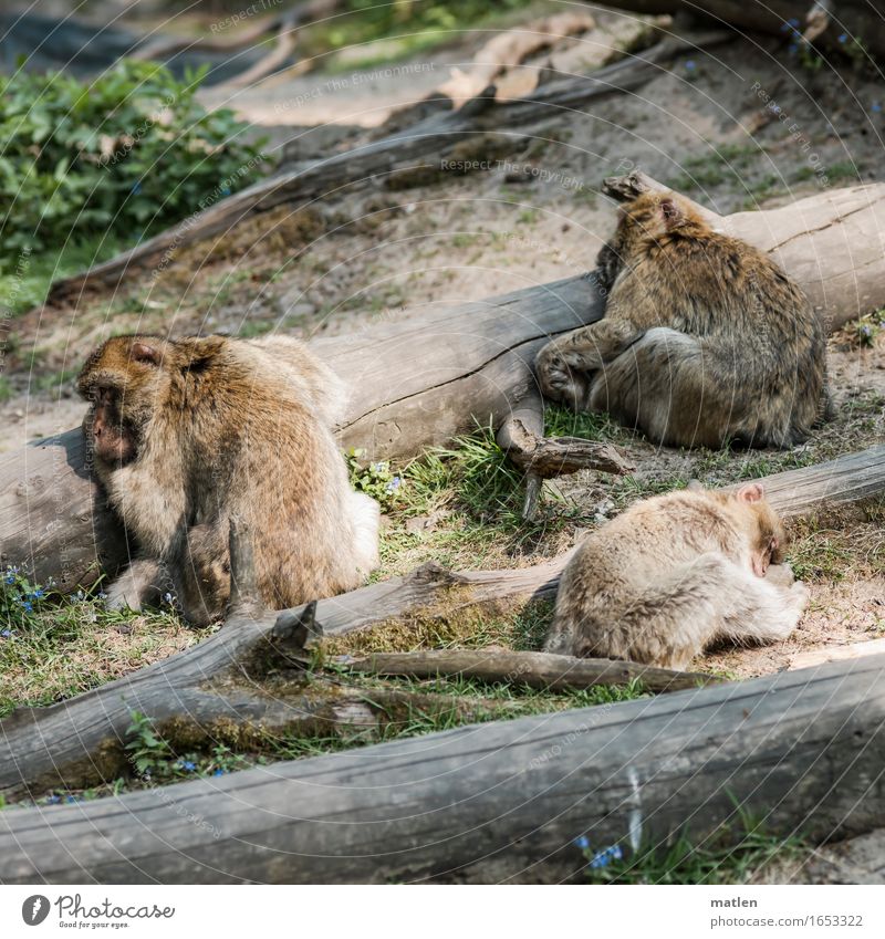 round the bend Summer Beautiful weather Tree Animal Animal face Pelt 3 Sleep Brown Gray Green Tree trunk Thorough Barbary ape Colour photo Exterior shot Pattern