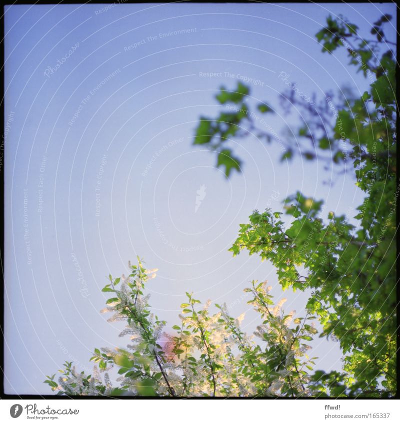 spring freshness Colour photo Exterior shot Day Shallow depth of field Worm's-eye view Environment Nature Plant Sky Spring Summer Beautiful weather Tree Leaf