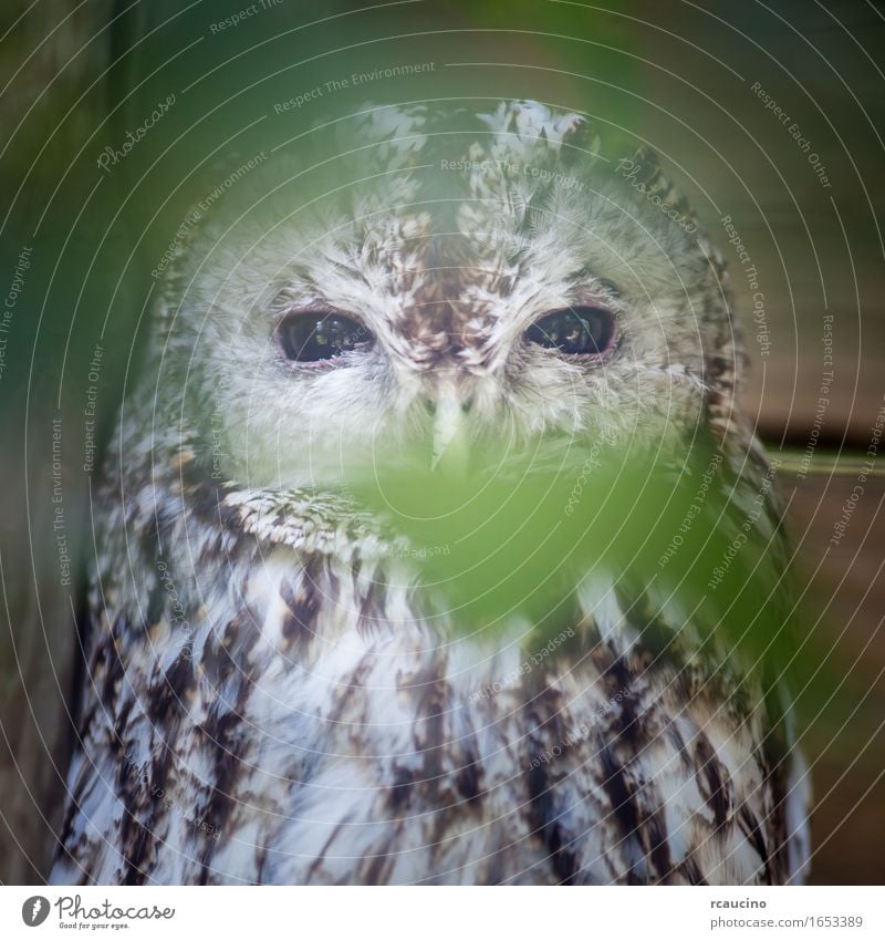 An individual of Tawny owl (Strix aluca) in a rescue centre Animal Wild animal Bird Zoo 1 Brown White Tawny Owl Colour photo Close-up Deserted Looking