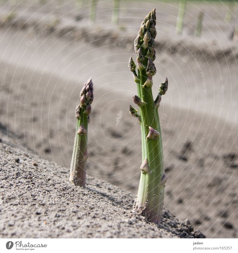 asparagus Exterior shot Deserted Sunlight Food Asparagus head Earth Plant Agricultural crop Field Vegetable Asparagus field savings bank 2 Growth Forget