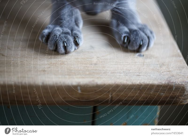 paws Animal Pet Cat Pelt Claw Paw 1 Wood Table Observe Discover Lie Elegant Friendliness Happiness Cute Beautiful Soft Blue Gray Green Joy Contentment