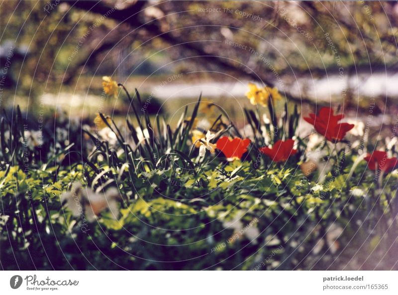 Down in the Park Colour photo Multicoloured Exterior shot Deserted Day Shallow depth of field Worm's-eye view Relaxation Calm Cure Environment Nature Plant