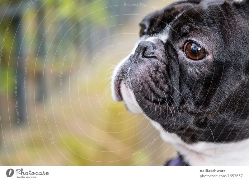 Boston Terrier Park Animal Pet Dog 1 Esthetic Cute Black White boston terrier Colour photo Subdued colour Exterior shot Deserted Shallow depth of field