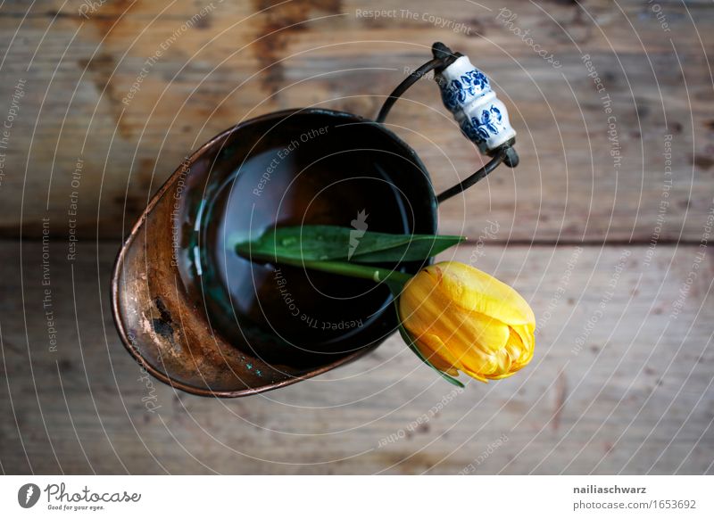 yellow tulip Style Plant Tulip Esthetic Retro Yellow Still Life Single Flower Blossom Tulip blossom Jug 1 Colour photo Subdued colour Studio shot Close-up