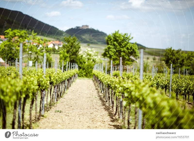 Vineyards near Maikammer Summer Green Germany Rhineland-Palatinate Wine growing Landscape maikammer hambach southern wine road Colour photo Exterior shot