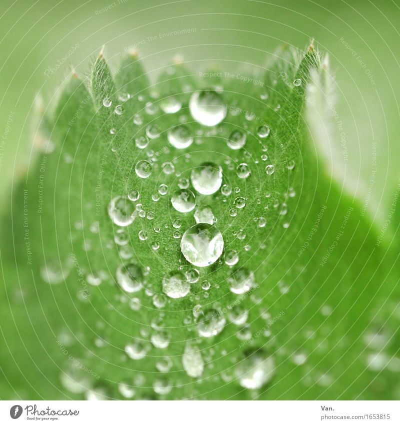 as fresh as a daisy Nature Plant Drops of water Autumn Rain Leaf Fresh Wet Green Colour photo Multicoloured Exterior shot Detail Macro (Extreme close-up)