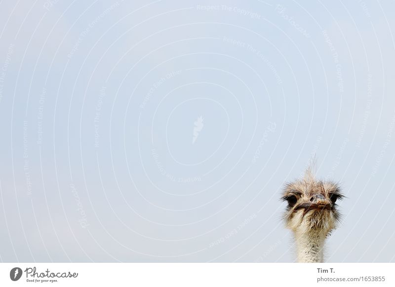 What? Animal Farm animal Wild animal Bird Ostrich 1 Colour photo Exterior shot Deserted Copy Space left Copy Space top Day Portrait photograph Animal portrait