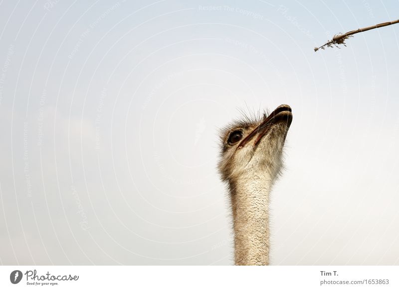 Bird Ostrich Animal Farm animal Wild animal Animal face 1 Communicate Colour photo Exterior shot Deserted Copy Space left Copy Space top Day Upward