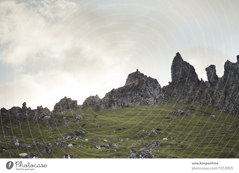 Scottish Hills Old Man of Storr Scotland Isle of Skye Great Britain Hiking Climbing sheep Landscape Rock travel Travel photography