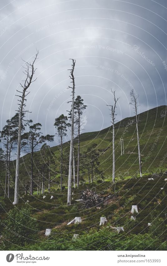 tree slope Environment Nature Landscape Clouds Bad weather Tree Forest Scotland Dark Loneliness Rough Sparse Gloomy Colour photo Subdued colour Exterior shot