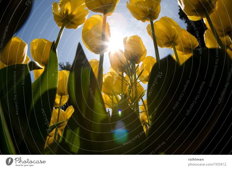 Tulips from the worm's-eye view Colour photo Multicoloured Exterior shot Close-up Detail Macro (Extreme close-up) Deserted Copy Space bottom Day Sunlight