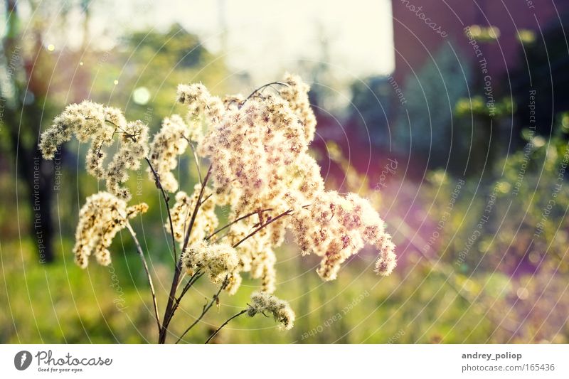 spring Colour photo Detail Neutral Background Day Light Shallow depth of field Beautiful Nature Spring Summer Plant Tree Flower Blossom Yellow Green