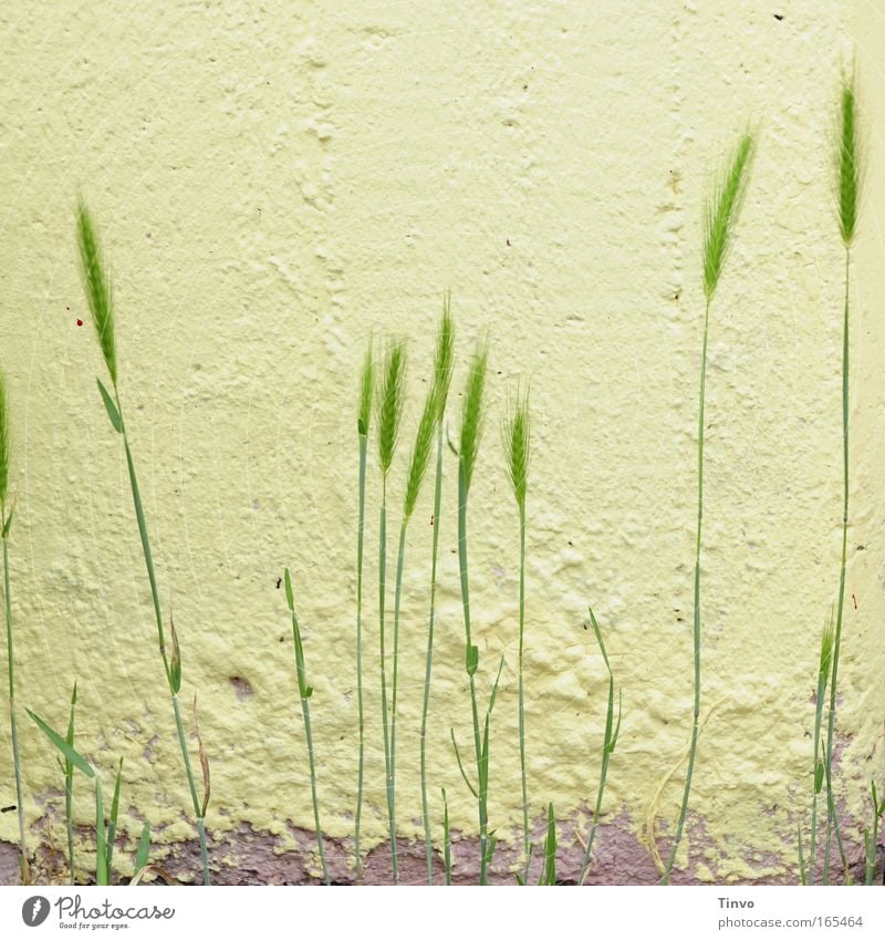 Berlin city rugs Colour photo Subdued colour Exterior shot Close-up Deserted Copy Space top Agricultural crop Wall (barrier) Wall (building) Exceptional Healthy