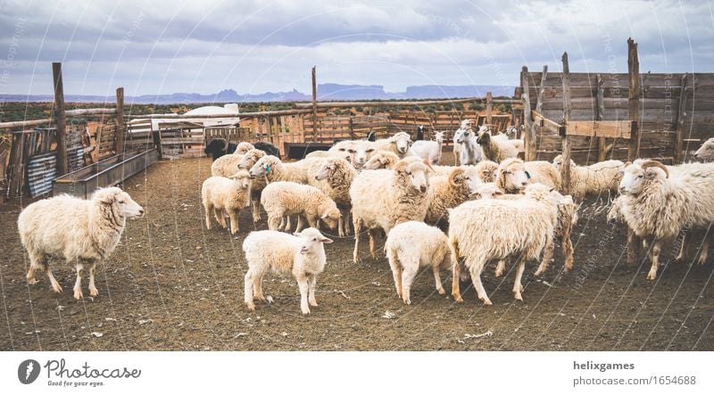 lamps and sheep Animal Desert Farm animal Sheep Lamb Group of animals Herd Stand Beautiful Utah Agriculture monument valley Ranch ranching Rural Colour photo