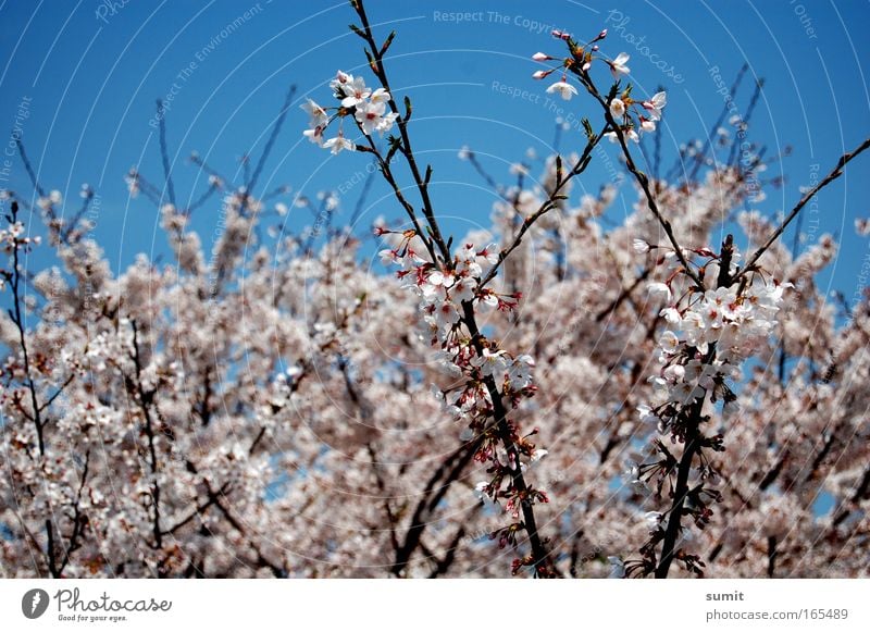 fragile Colour photo Exterior shot Deserted Day Sunlight Profile Environment Nature Sky Spring Beautiful weather Plant Tree Blossom Cherry blossom Park