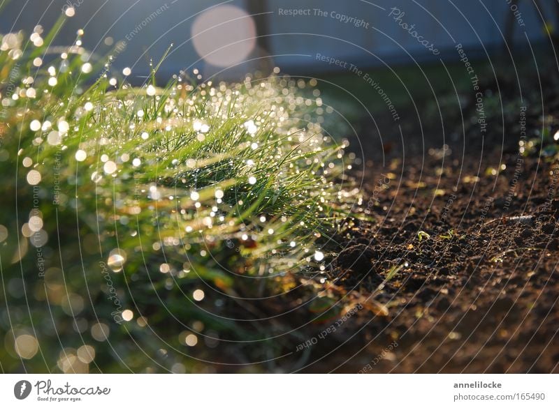 lawn edge Exterior shot Close-up Deserted Copy Space right Morning Dawn Reflection Sunlight Sunbeam Sunrise Sunset Back-light Worm's-eye view Harmonious Nature