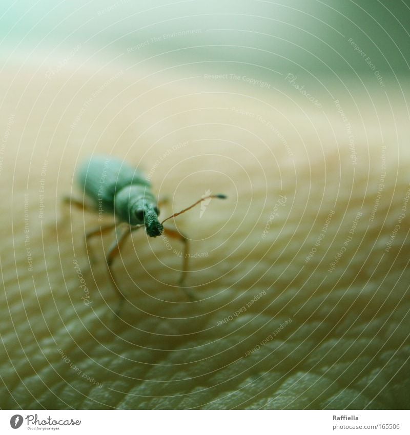 say hello to him Colour photo Exterior shot Day Animal portrait Looking into the camera Skin Beetle Animal face Observe Discover Curiosity Cute Green Feeler