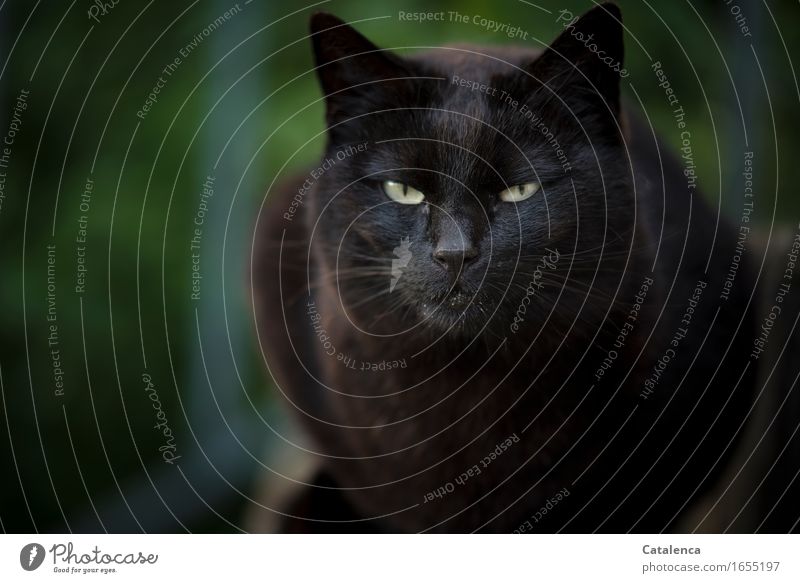 Evil, portrait of a black cat Animal Pet Farm animal Cat Pelt 1 Observe Sit Dark Glittering Brown Yellow Green Black Endurance Interest Aggravation Looking