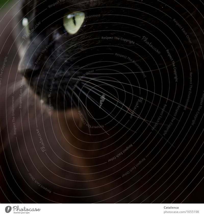 Sixth sense black cat Animal Whisker Pet Farm animal Cat Pelt 1 Observe Esthetic Dark Near Brown Gold Black Silver Flexible Sense of touch Elegant Energy